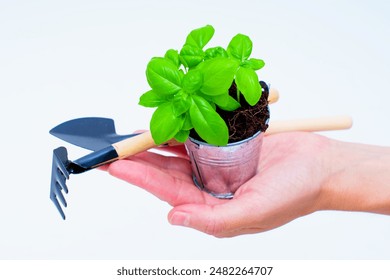 Hand holding a small basil plant in a small metal bucket along with gardening tools, showcasing the ease of home gardening. - Powered by Shutterstock