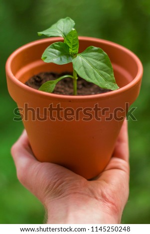 Similar – Foto Bild Junge Chili Pflanze auf dem Balkon