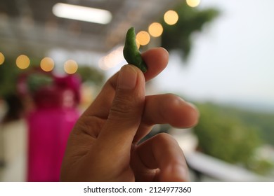 Hand Holding Small Green Chili Photo