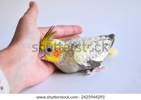 Similar – Image, Stock Photo Baby green Animal Pet Bird