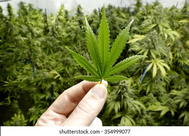 Hand Holding Small Marijuana Leaf with Indoor Cannabis Plants in Background