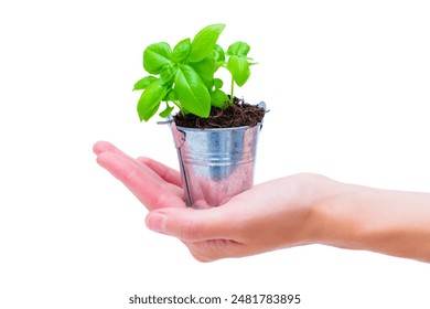 Hand holding small metal bucket with basil plant against white background. Creative indoor herb gardening idea. - Powered by Shutterstock