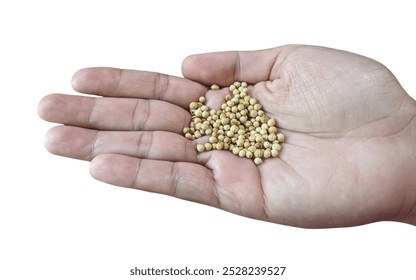 A hand holding a small pile of coriander seeds. - Powered by Shutterstock