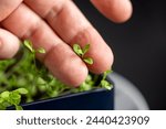 A hand is holding a small plant in a pot. The plant is a seedling and is barely visible. Concept of care and nurturing, as the person is tending to the plant