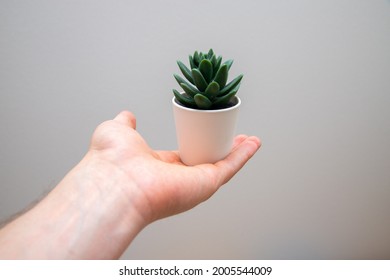 Hand Holding A Small Plant In A Pot.