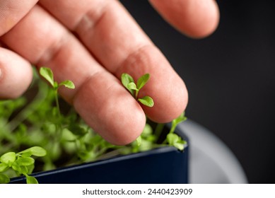 A hand is holding a small plant in a pot. The plant is a seedling and is barely visible. Concept of care and nurturing, as the person is tending to the plant - Powered by Shutterstock