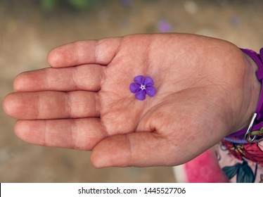 hand holding flower in palm