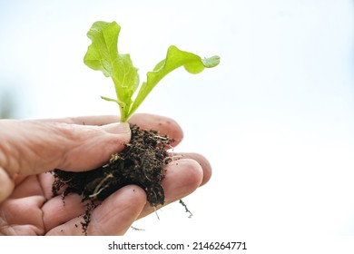 Hand Holding A Small Seedling Of Lettuce With Roots And Soil For Planting In The Garden, Where It Can Grow Up Big And Strong, Green Business Concept, Copy Space, Selected Focus, Narrow Depth Of Field