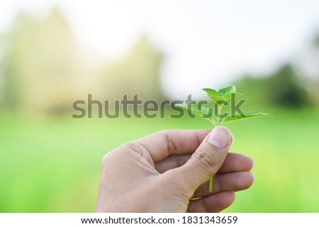 Hand holding a small tree isolate a natural background	