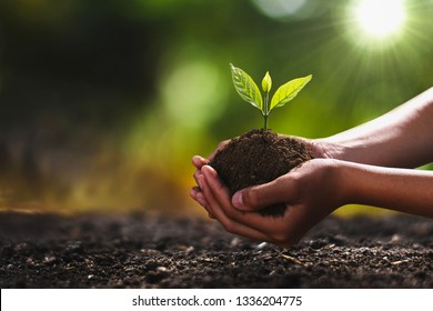 hand holding small tree for planting. concept green world earth day