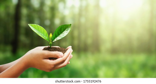 hand holding small tree for planting in gardren. concept eco environment - Shutterstock ID 1755192476
