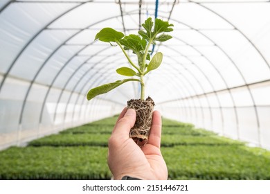 Hand Holding Small Tree For Planting. Concept Green World Earth Day