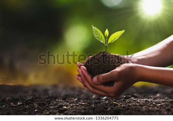 hand holding small tree for planting. concept green\
world earth day