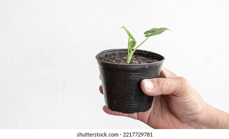 Hand Holding Small Tree In A Pot (yellow Spotted Elephant)