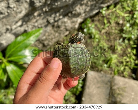 A hand holding a small turtle outdoors