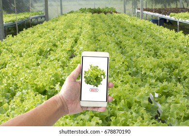 Hand holding smartphone to buy fresh vegetables from the farm. Internet shopping concept.
