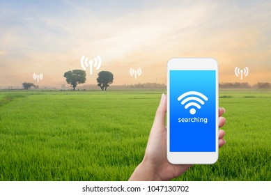 Hand holding smartphone find wifi signal at paddy field. Agriculture, Internet ,and Mobile signal in agriculture concept. - Powered by Shutterstock