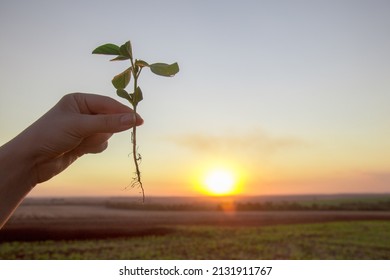 Hand Holding Soy Plant At Sunset