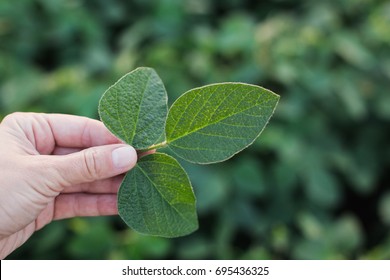 Hand Holding A Soybean Leaf 