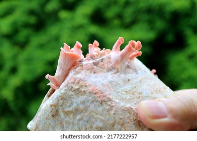 Hand Holding A Spawn Bags Of Baby Pink Oyster Mushrooms Growing Out In The First Flush