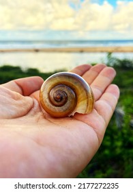 Hand Holding Spiral Seashell Beach Landscape
