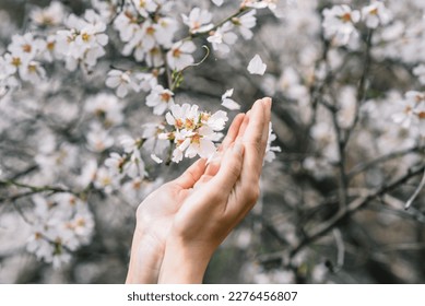 hand is holding spring flowers. flowers and hand close-up view