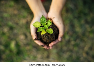 Hand holding sprout for growing nature - Powered by Shutterstock