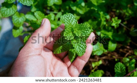 Hand holding a stalk of mint leaf. Green Mint Plant Grow Background with clipping path. Fresh mint leaf on green background.                               