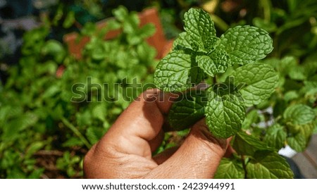 Hand holding a stalk of mint leaf. Green Mint Plant Grow Background with clipping path. Fresh mint leaf on green background.                               