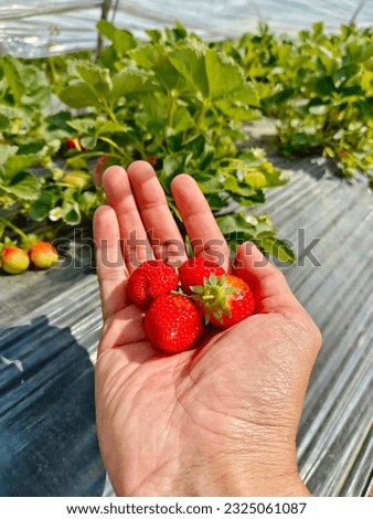 
Hand holding strawberries in a strawberry field. Strawberry on hand. Strawberry field
