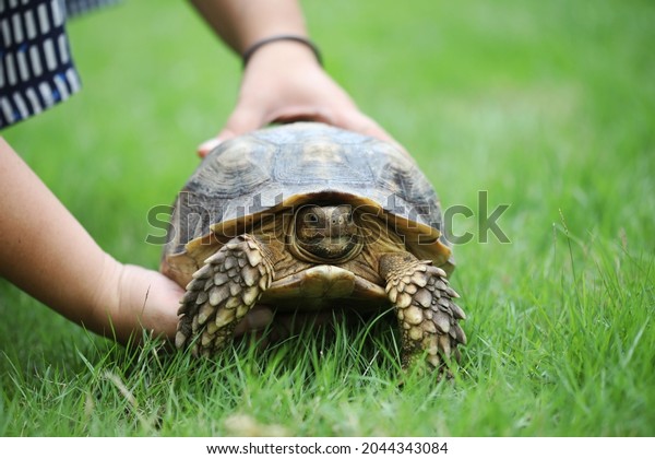 Hand Holding Sulcata African Spurred Tortoise Stock Photo 2044343084 ...