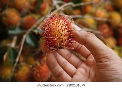 Hand Holding A Sweet Rambutan Fruit Freshly Picked From The Tree. Rambutan Has A Hairy Fruit Skin