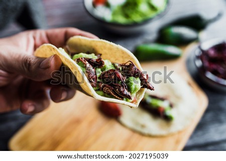 hand holding tacos de chapulines or grasshopper taco traditional in mexican food with homemade guacamole sauce in Oaxaca Mexico