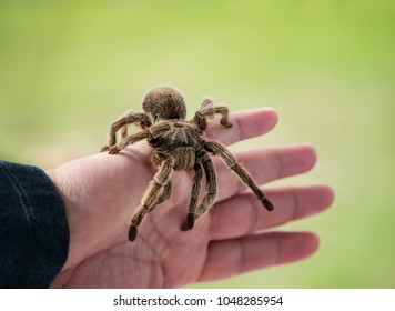 Hand Holding A Tarantula. Chilean Rose Hair Tarantula (Grammostola Rosea) Is A Common Pet Spider. Natural Green Background With Copy Space.