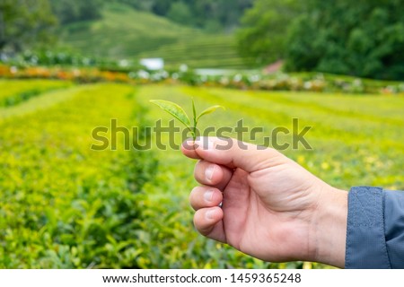 Hand Holding Tea Leaf Grading in Front of a Tea Field: Flowery Orange Pekoe, Orange Pekoe and Pekoe