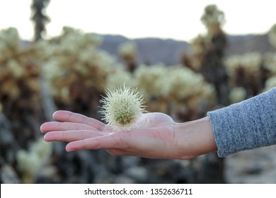 teddy bear cholla injury