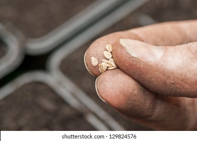 Hand Holding Tomato Seeds Ready To Sow.
