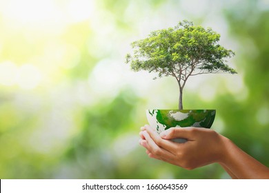hand holding tree with half globe an d sunlight. concept eco earth day