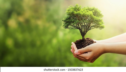 hand holding tree on blur green nature background. concept eco earth day - Shutterstock ID 1503837623