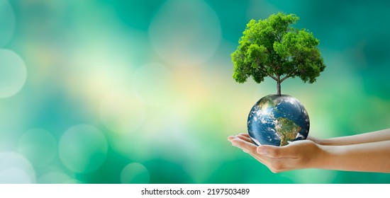 Hand Holding Tree On World Sunny Stock Photo 2197503489 | Shutterstock