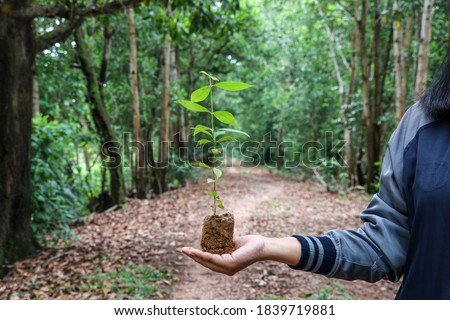In the hand holding the trees complete forest background,Return the trees to the forest,Each tree is planted.,Restore the integrity of the forest