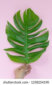 Hand Holding Tropical Monstera Palm Leaf On Pink Background.minimal Style.