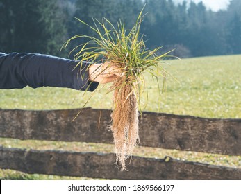 Hand Holding Turfgrass  With Deep Root System; Nice Landscape At The Background