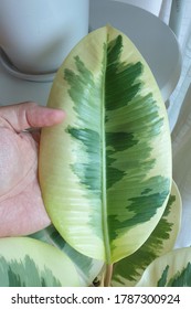 Hand Holding A Variegated Rubber Tree Leaf Close Up, Tropical 'Ficus Elastica Tineke Variegata' Plant.