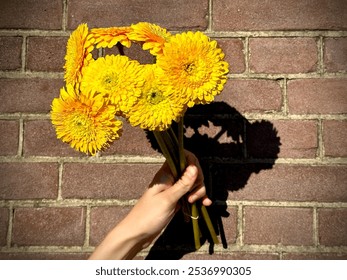 Hand holding a vibrant bouquet of yellow gerbera daisies against a brick wall. The sun casts a sharp shadow, adding depth and texture. A simple, urban floral display evoking warmth and freshness. - Powered by Shutterstock