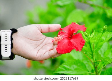 A hand holding a vibrant red hibiscus flower with lush green leaves in the background. The person is wearing a watch on their wrist, and the image is focused on the flower and the hand. - Powered by Shutterstock