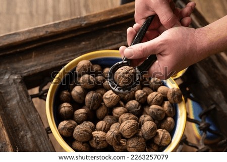 Hand holding walnuts and nutcracker and crack kemels. Deicious nuts for vegetarian heathy diet