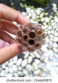 Hand holding a wasp or polistinae nest. From the top angle view with stone as the background. Larva is seen inside the hexagonal nest.