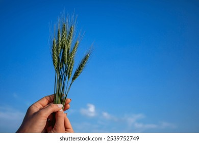 A Hand Holding Wheat Stalks Against a Clear and Bright Blue Sky During a Beautiful Day - Powered by Shutterstock