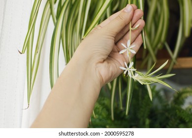 Hand Holding White Flowers Of Spider Plant Close Up On Background Of Room With Plants. Chlorophytum Blooming Flowers And Green Striped Leaves, Pot On Wooden Shelf. Houseplant